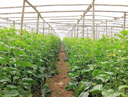 生態果蔬采摘園